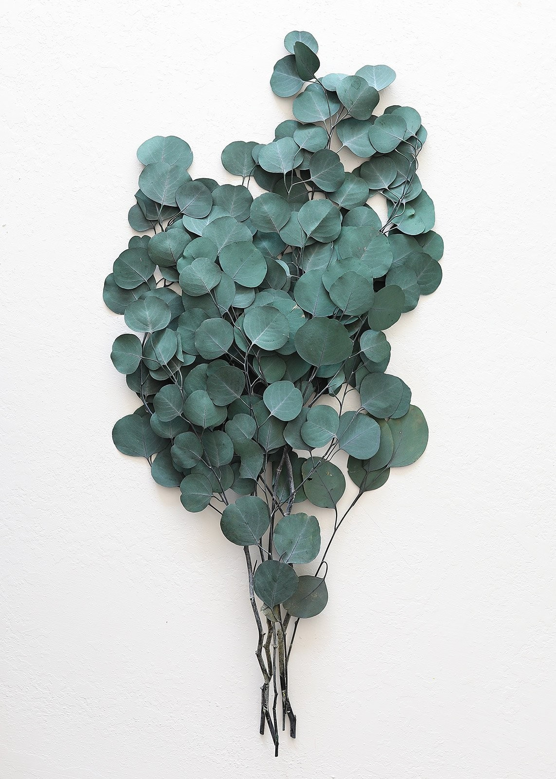 Preserved Silver Dollar Eucalyptus - 22-30" Tall | Afloral (US)