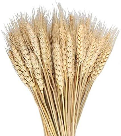 MHMJON 17.7‘’ 100 Pcs Dried Wheat Sheaves Bundle Golden Natural Wheat Bouquet Bunch Artifical... | Amazon (US)