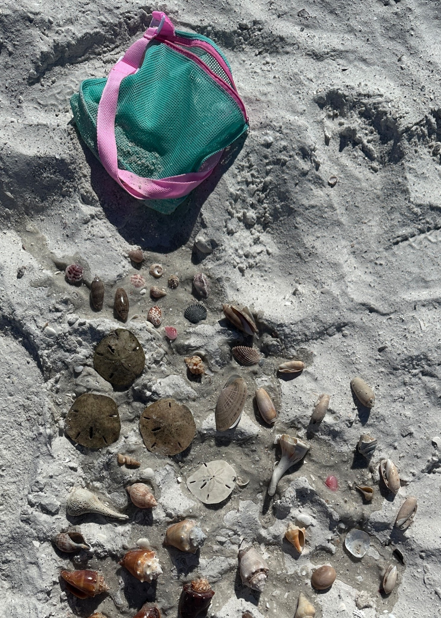 This shell bag has been great at the beach and is under $10!! 🐚🏖️

#LTKFindsUnder50 #LTKTravel #LTKdayinmylife