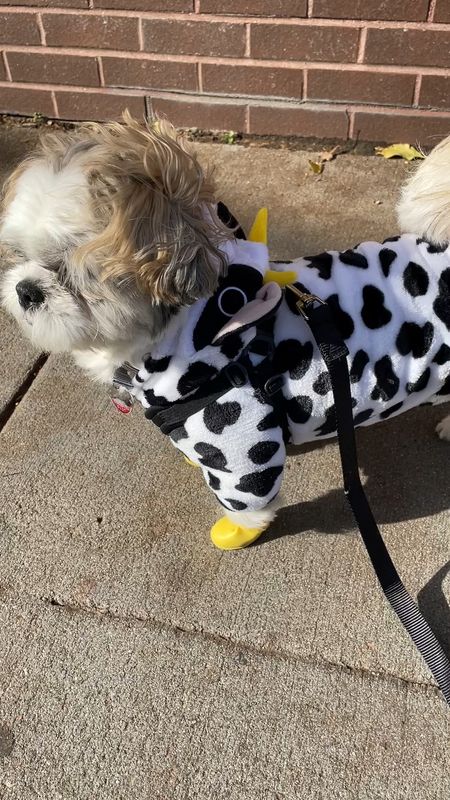 Adorable halloween dog costume. Cow onsie. Runs small. Ralphie took size L. He is usually size S in other standard brands.

#LTKHalloween #LTKfamily #LTKkids