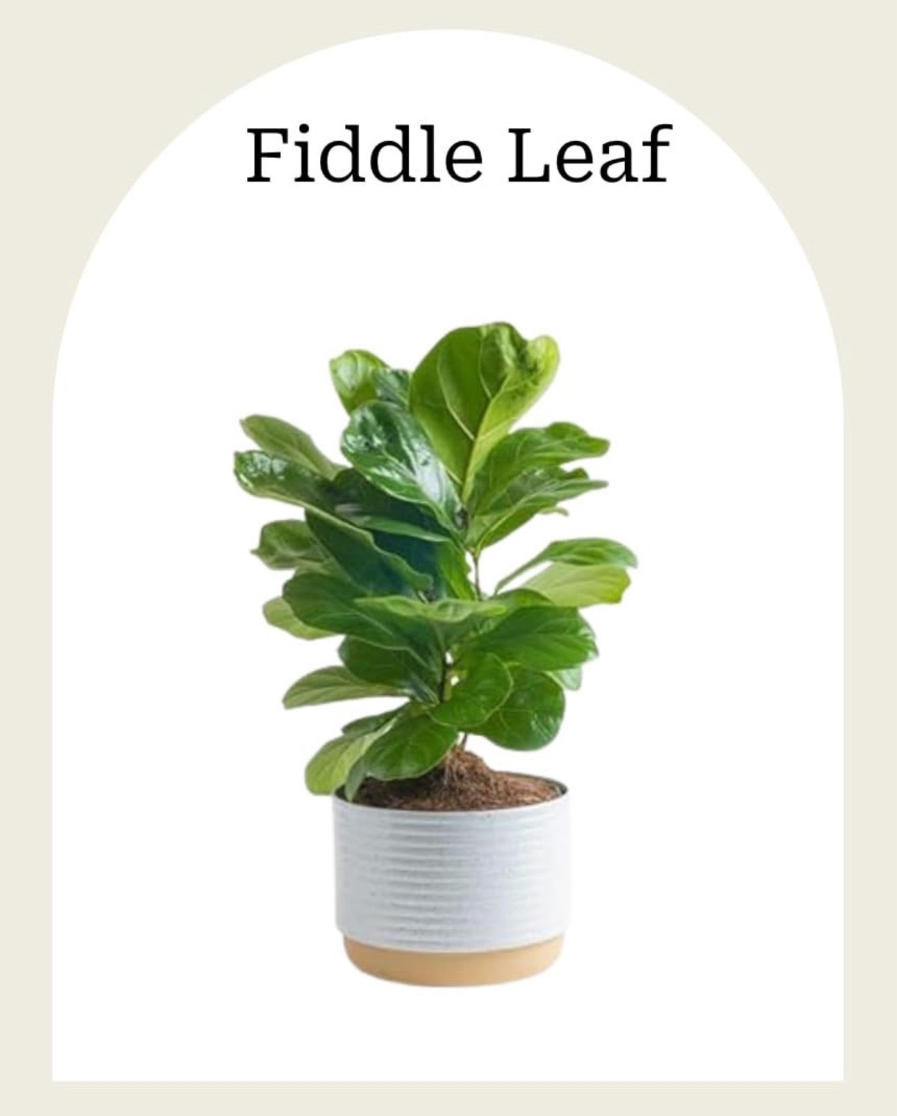 #Home #plant 

#LTKHome