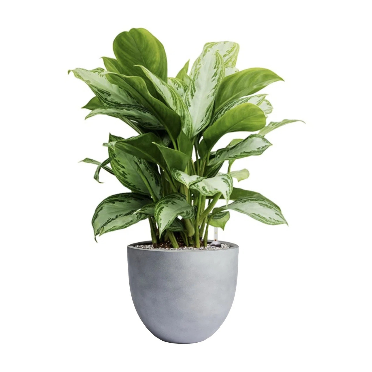 Dorlis Handmade Pot Planter | Wayfair North America