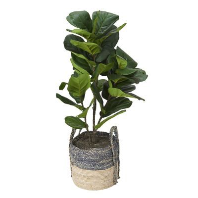 Fiddle-leaf Fig Plant in Basket | Frontgate | Frontgate
