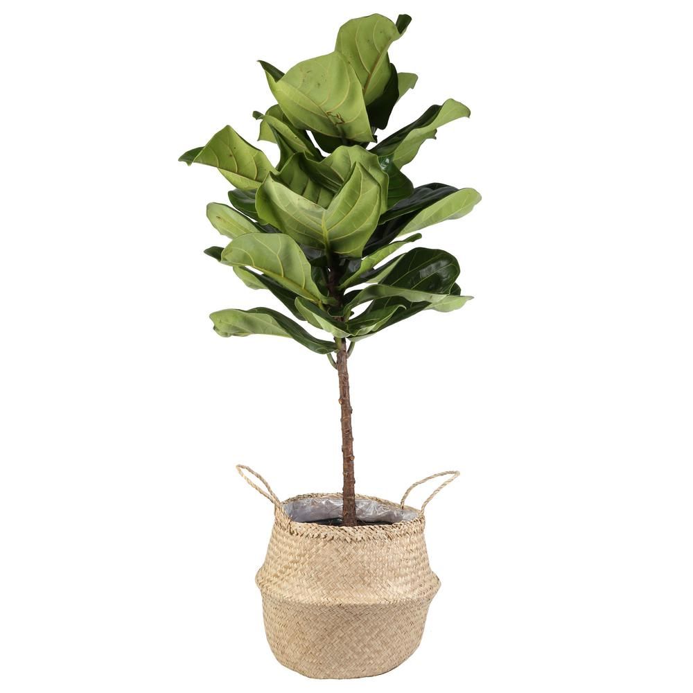 Ficus Lyrata Fiddle-Leaf Fig Standard Tree Floor Plant in 9.25 in. Grower Pot in Seagrass Natural... | The Home Depot