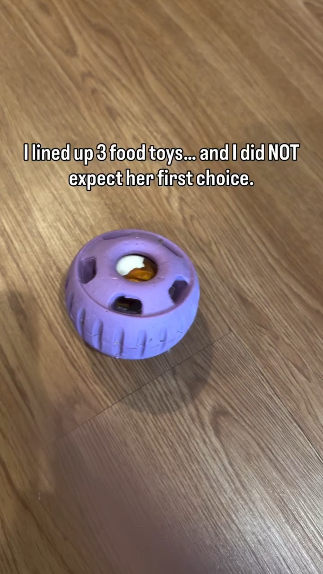 Let’s see what Violet picks when she has options… I’m shocked every time #doodlechaos #doodlesbeingdoodles #goldendoodlelove #funnydogenergy #relatabledog
