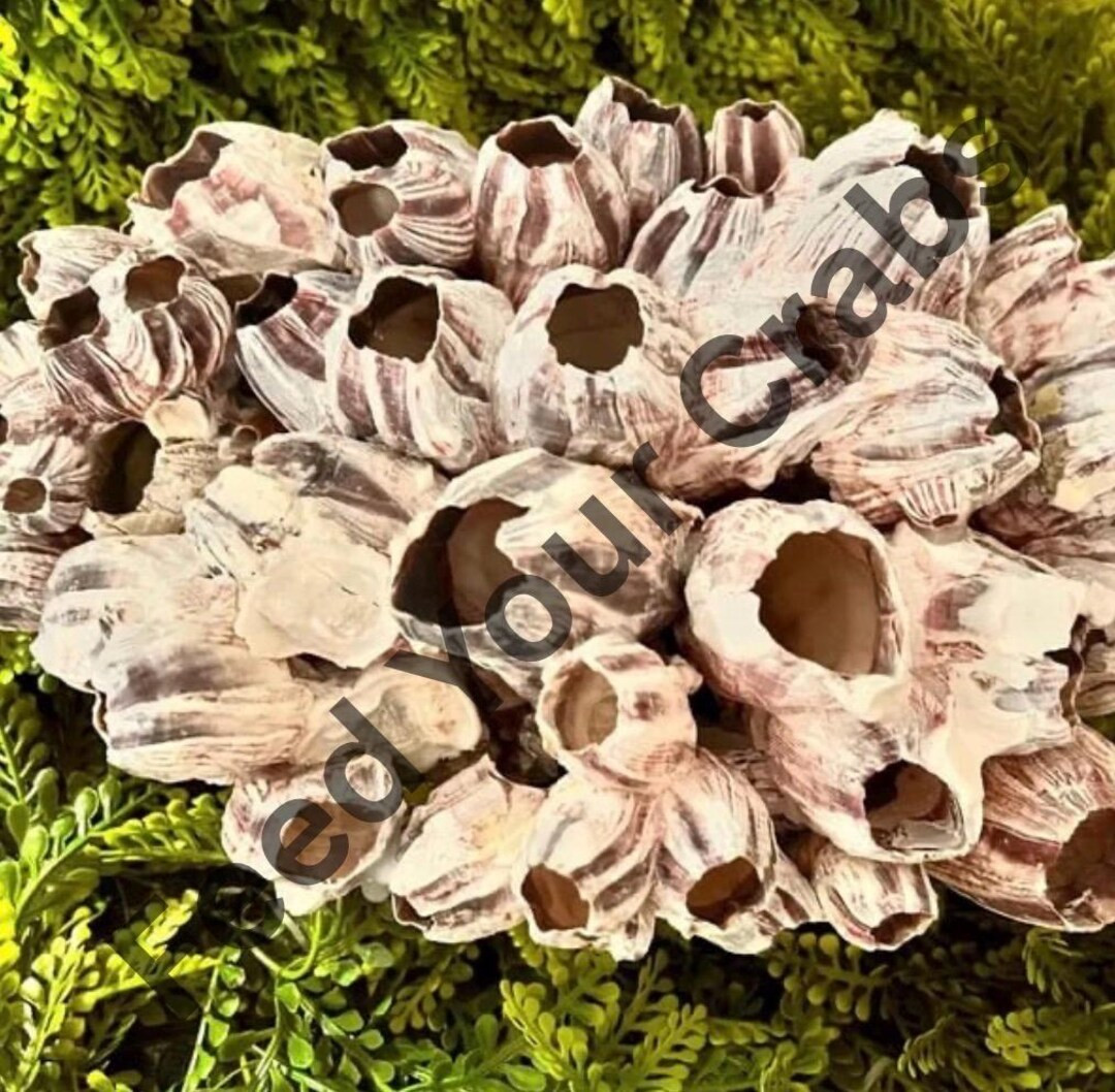 Natural Purple White Barnacle Clusters: Beach Theme Decor (10-inch) - Etsy | Etsy (US)