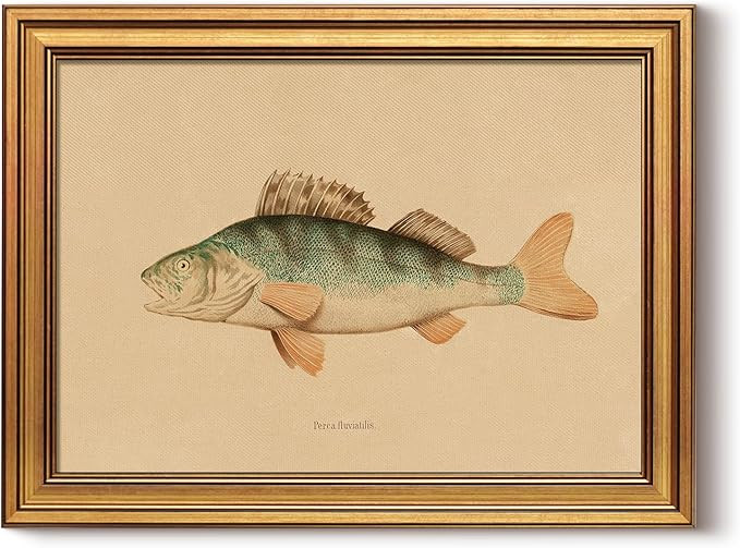 Amazon.com: HUARCEY Gold Framed Vintage Fish Canvas Wall Art, Antique Natural Scientific History ... | Amazon (US)