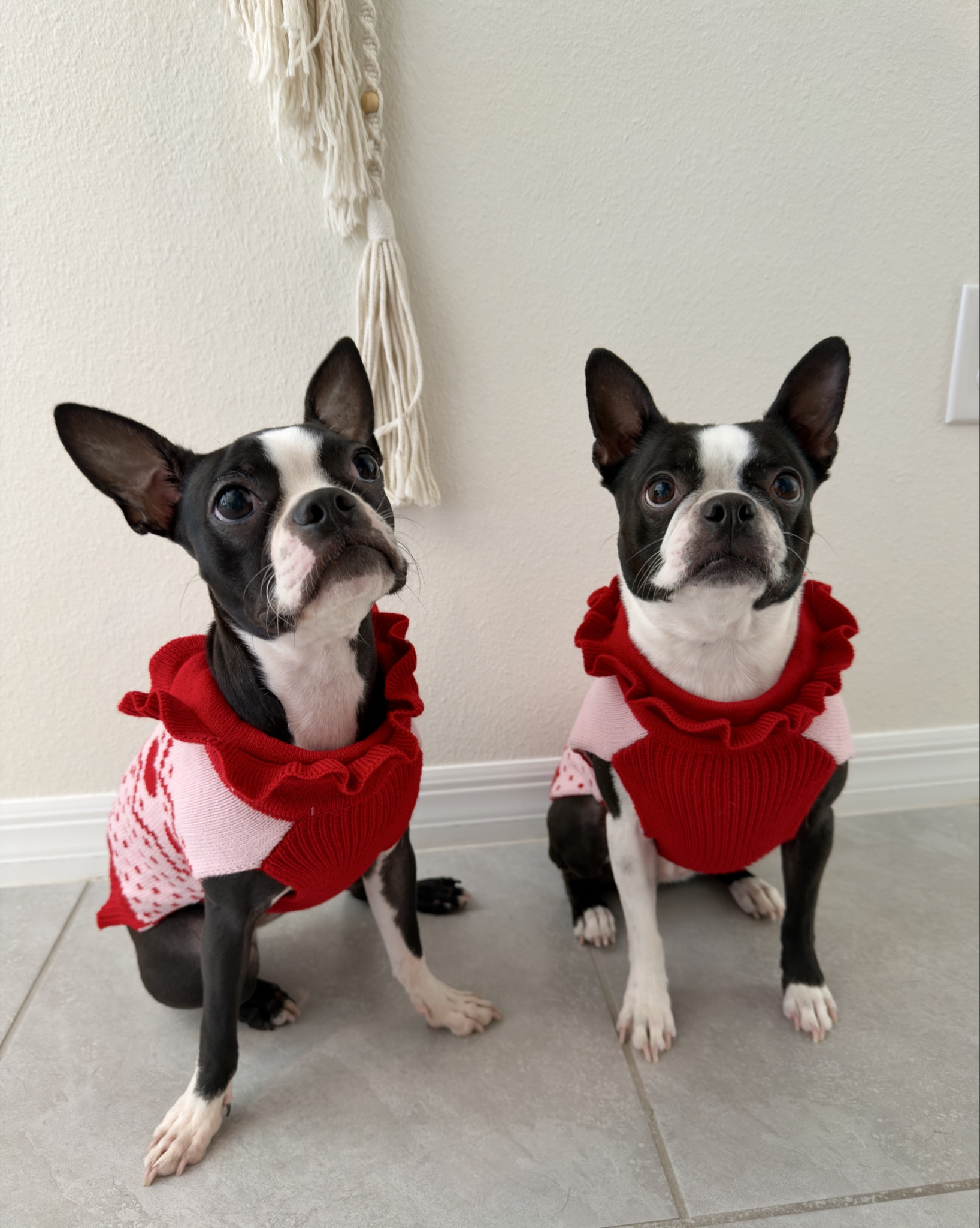 Meet Phoebe & Maya! My Sassy Boston Terriers. Her outfits are linked!💗😍 #valentines #bostonterriers #pets #dogs #dogtoys 

#LTKdayinmylife