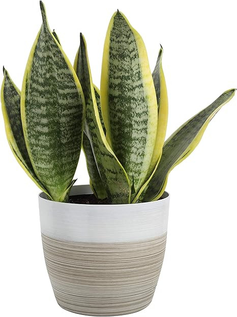 Costa Farms Snake, Sansevieria White-Natural Decor Planter Live Indoor Plant, 12-Inches Tall, Gro... | Amazon (US)