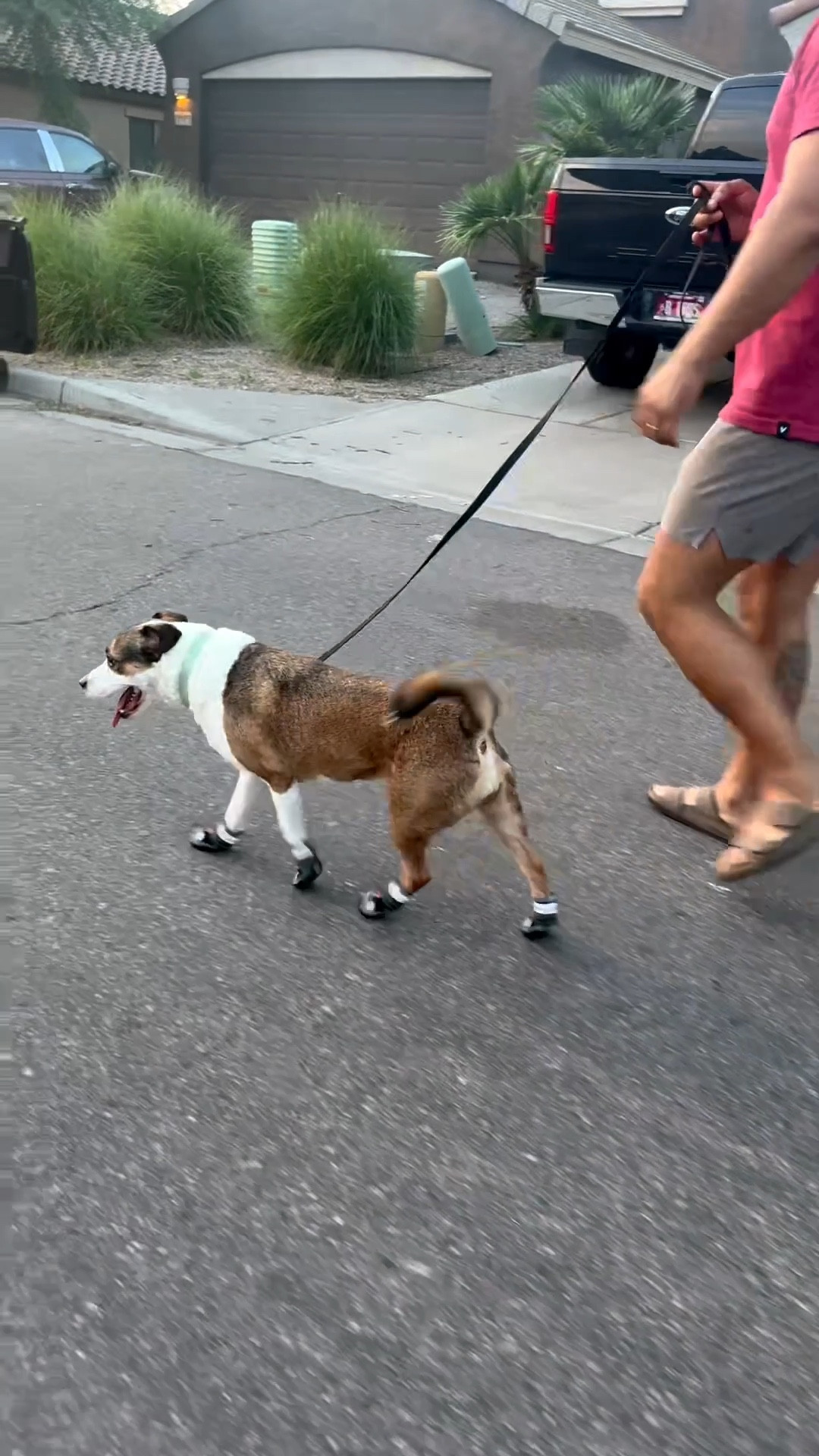 Dog shoes for hot weather walks here in Arizona, A-black Size: #2 (Width 1.8 inch) for 21-30 lbs. So easy to put on, from Amazon.

#LTKSeasonal #LTKFindsUnder50 #LTKPets