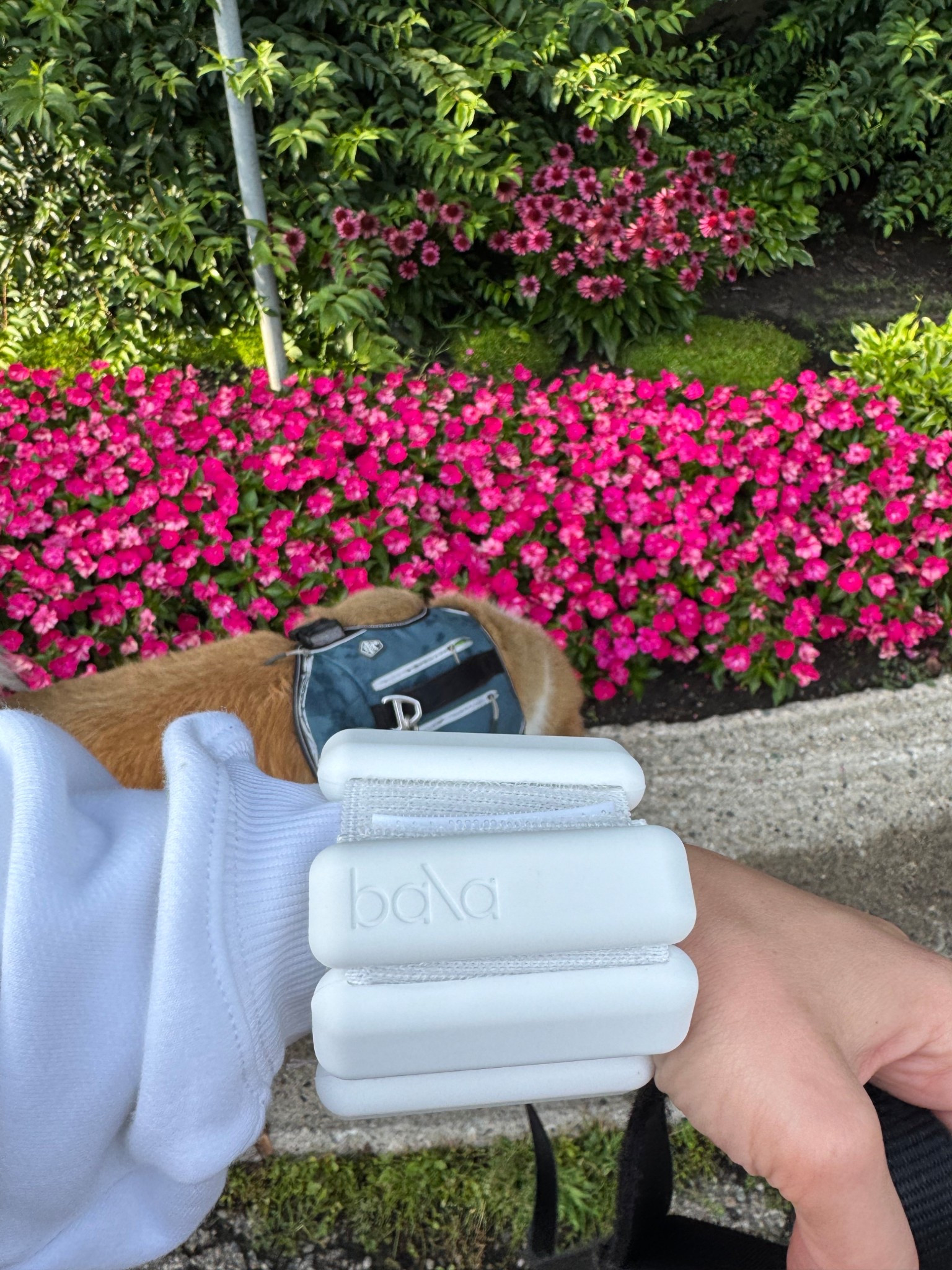 pretty little 1 lb weights for my wrists  on my walks!!

#LTKU #LTKFindsUnder100 #LTKActive