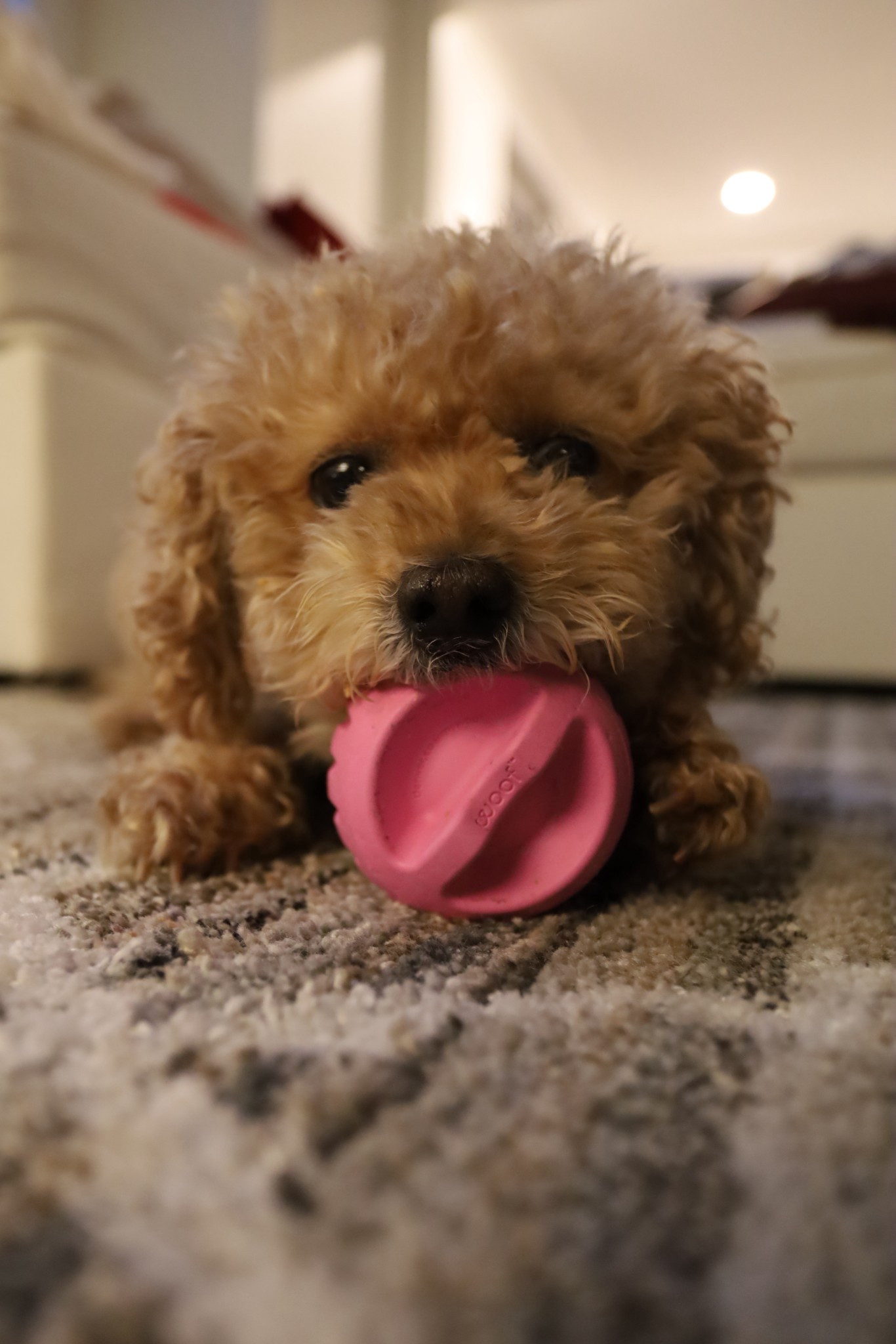 Charlie loves her new Pupsicle!

#LTKmomlife