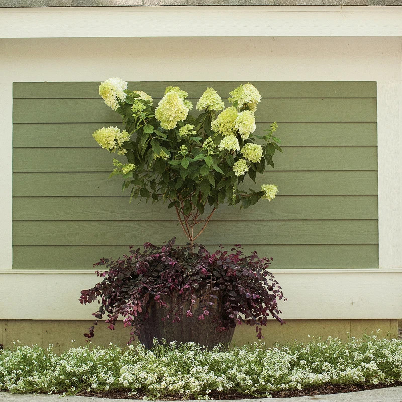 Limelight Hydrangea Tree | Plant Addicts