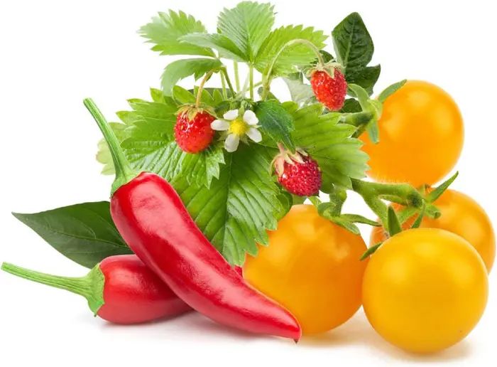 Click & Grow 9-Pack Fruit & Veggie Mix | Nordstrom | Nordstrom
