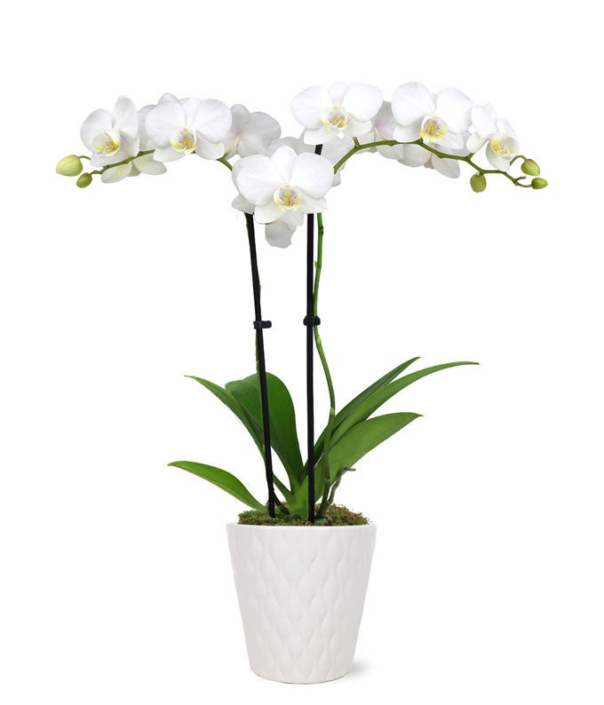 Pearly White Orchid Plant at From You Flowers | From You Flowers