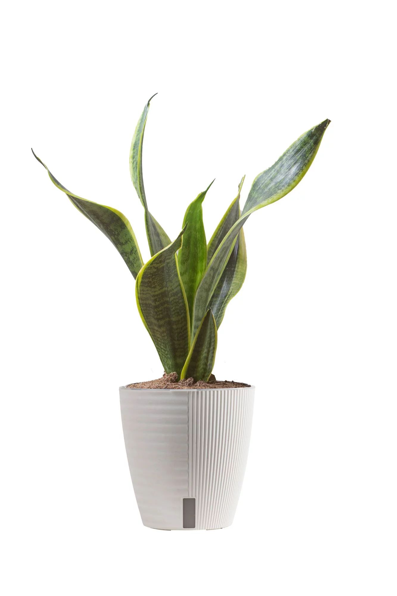 Costa Farms Plants with Benefits Live Indoor Plant Sansevieria Superba in Self-Watering 6in Pot | Walmart (US)