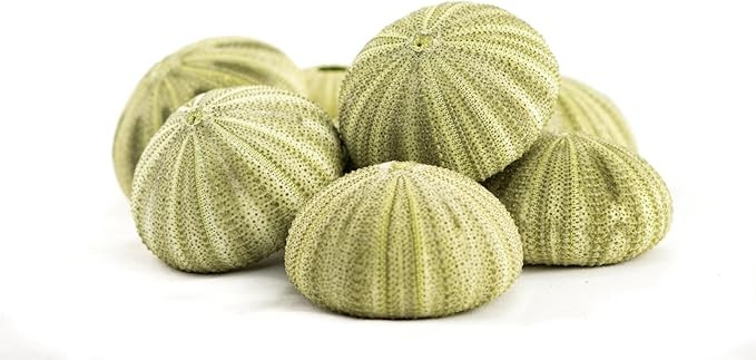 Nautical Crush Trading Sea Urchins Shells for Air Plants - 8 Green (1.75-2.5") Sea Urchin Shells ... | Amazon (US)