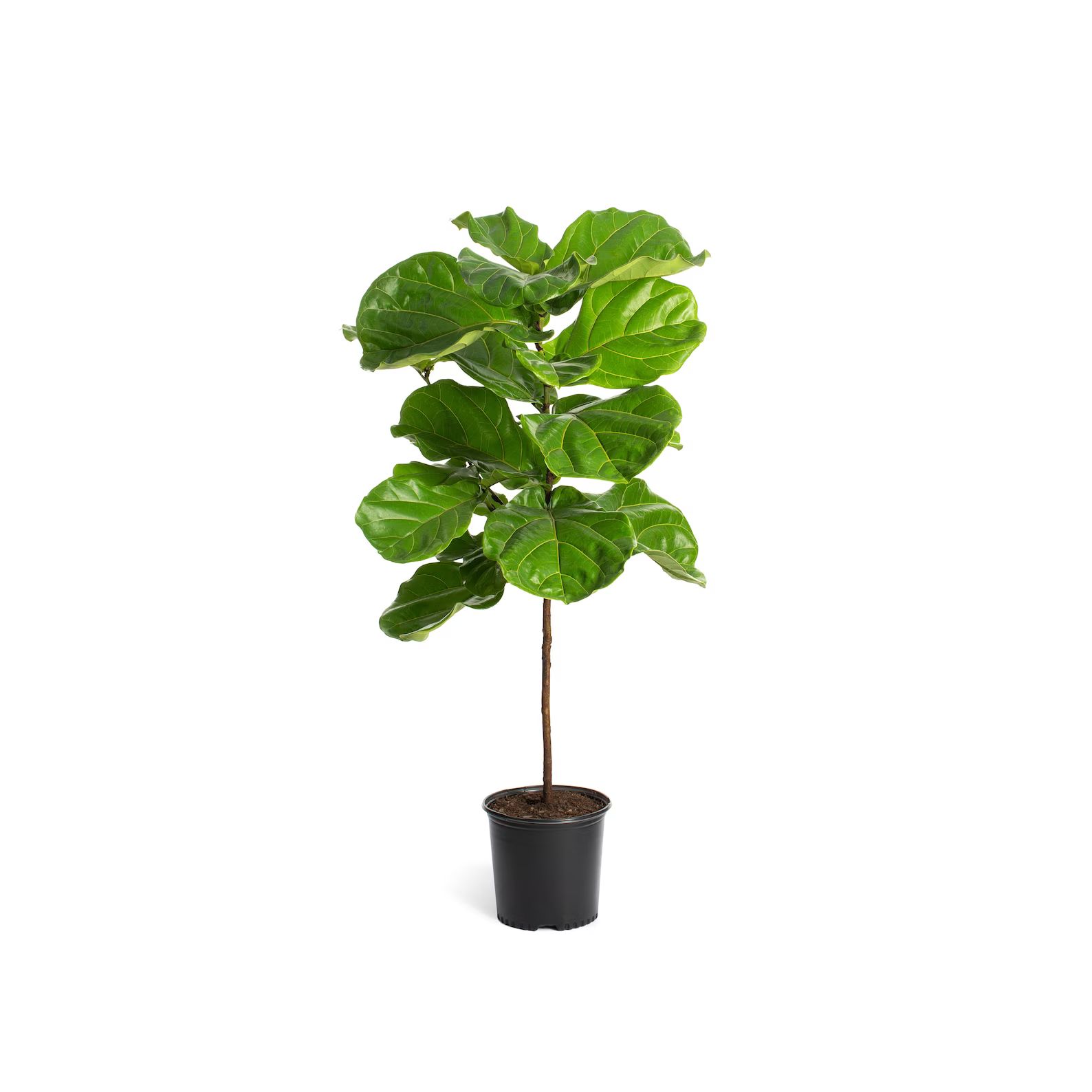Fiddle-Leaf Fig Tree - Indoor Houseplant - Cannot Ship to AZ | Etsy (US)