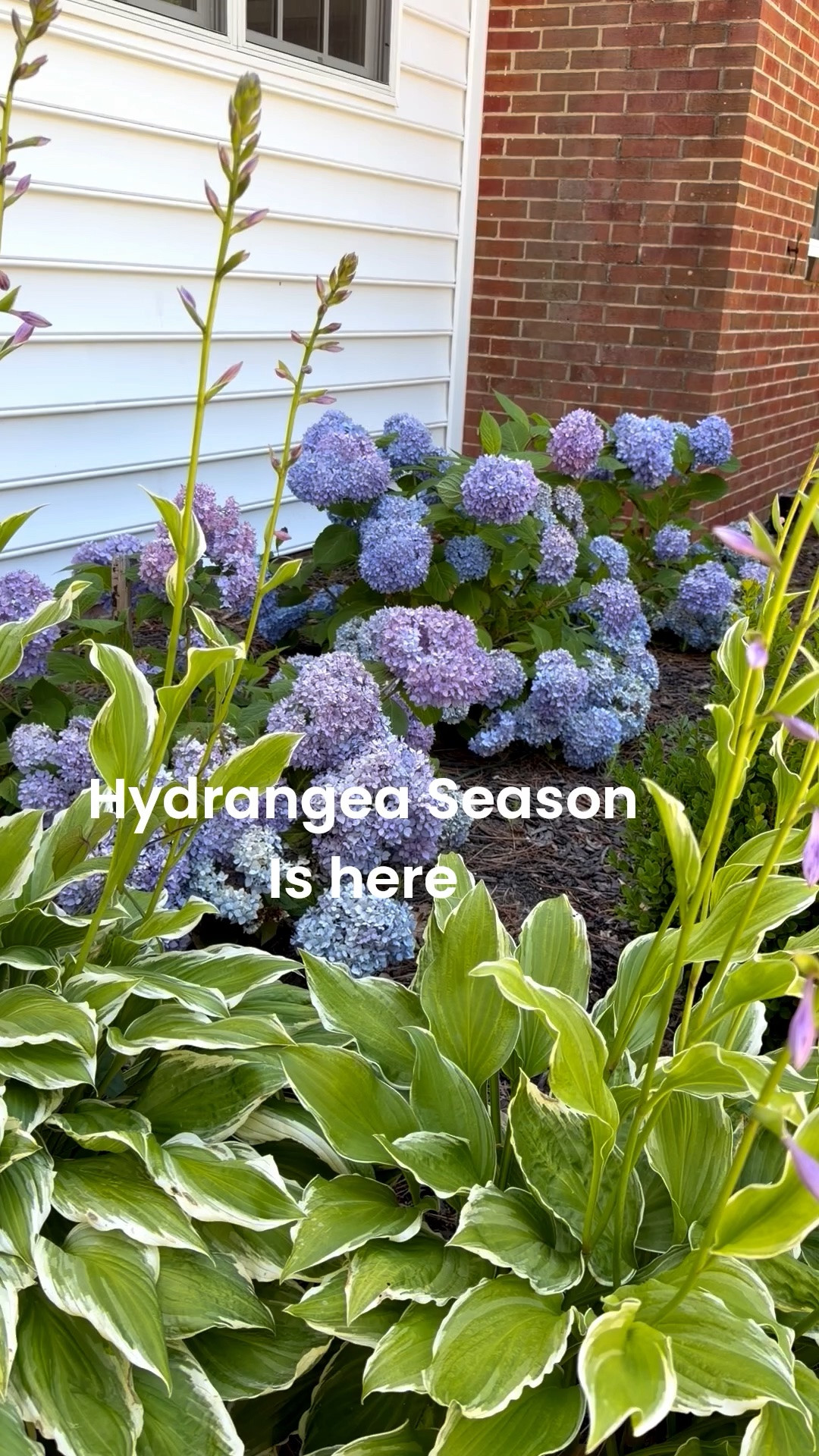 Endless summer hydrangea plants by mail

#LTKmomlife #LTKSeasonal #LTKOver40