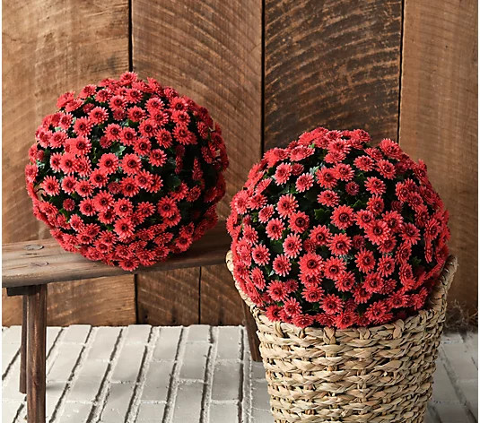 "As Is" Wicker Park Set of (2) 12" Faux Mum Indoor/Outdoor Garden Spheres - QVC.com | QVC
