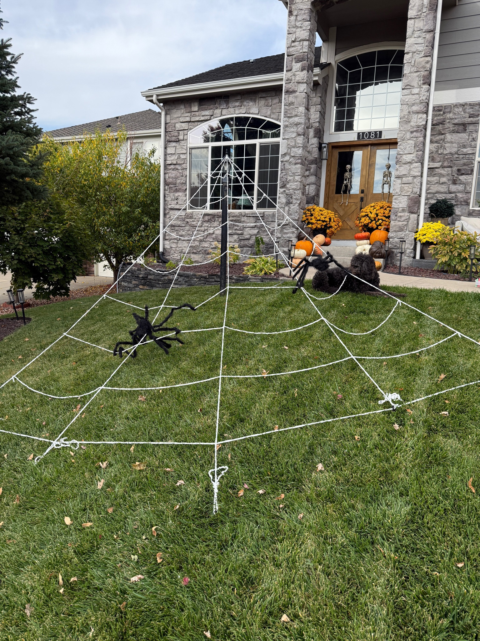 Easy and quick shipping spider web! 

#LTKSeasonal #LTKHalloween #LTKHome