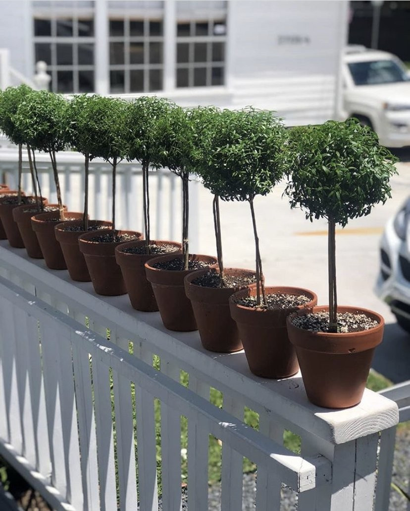 Myrtle Topiary, Large | Paloma & Co.