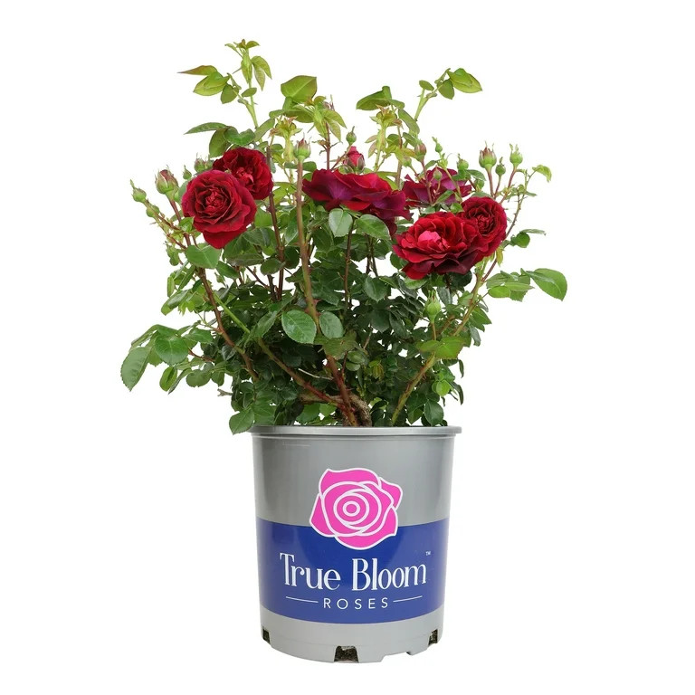 True Bloom 'True Spirit' PP28929 Red Rose Bush Plant, Red Roses, 8Qt. Pot, Full Sun, Live Plant | Walmart (US)