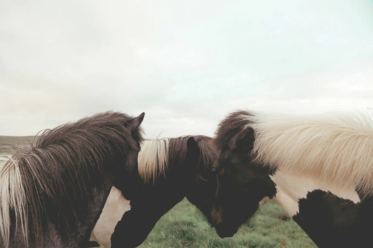 Huddle | Juniper Print Shop