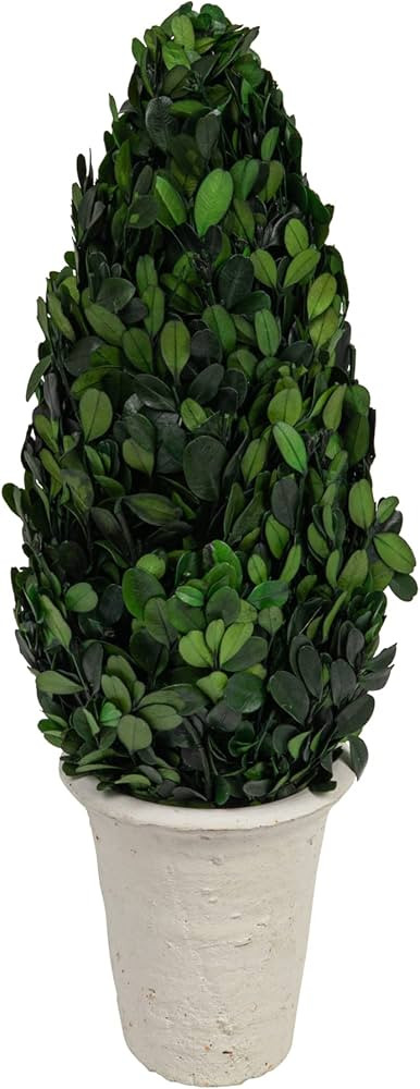 Creative Co-Op 17" Preserved Boxwood Cone Topiary in Clay Pot | Amazon (US)