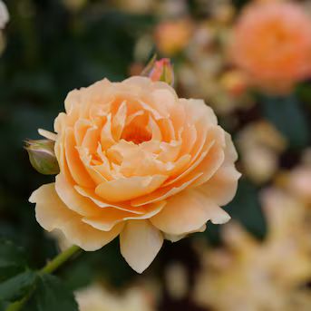 Proven Winners Orange At Last Rose (Rosa) Flowering Shrub in 1-Quart Pot Lowes.com | Lowe's