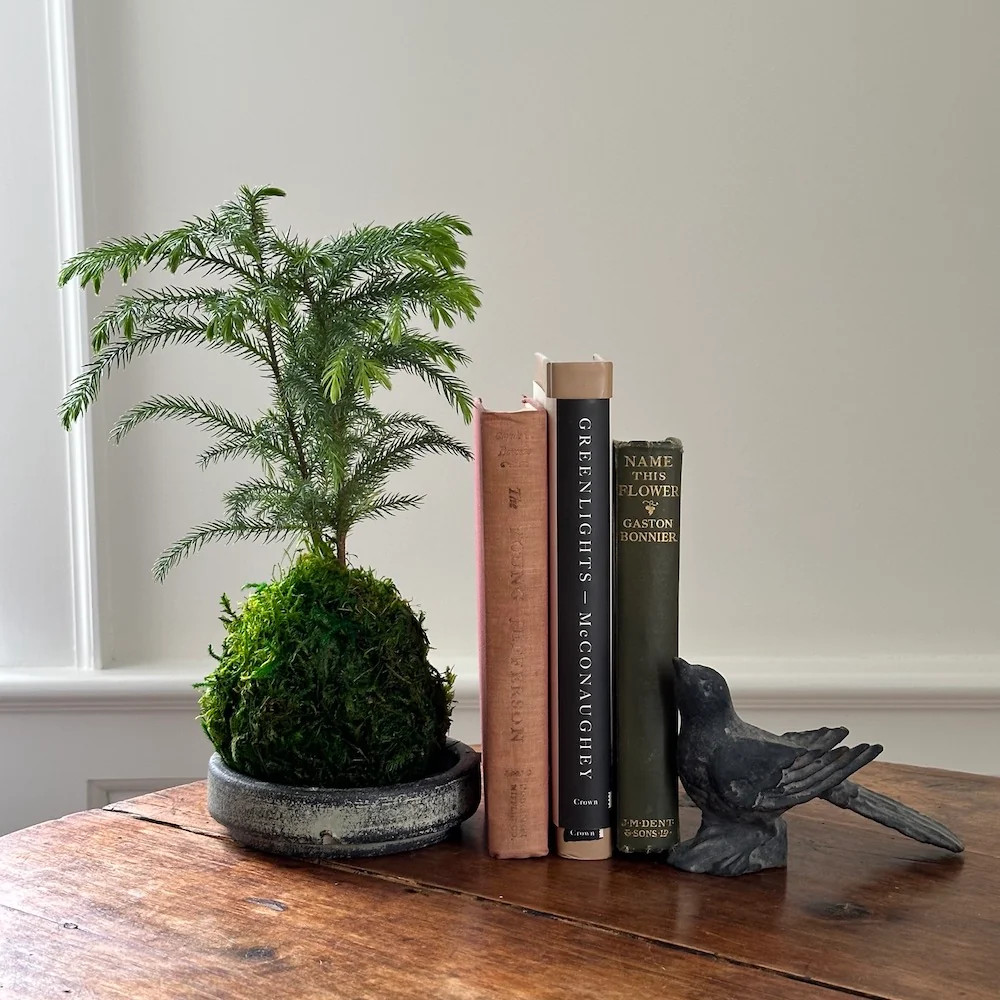 Norfolk Pine Kokedama | Bloomist | Bloomist, Inc