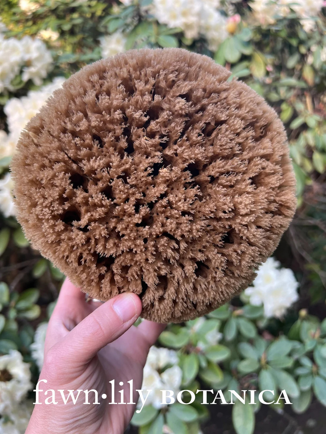 Unbleached "chocolate" Premium Bath Sea Sponges - Natural, Sustainable, Exfoliation, Bath Body, E... | Etsy (US)