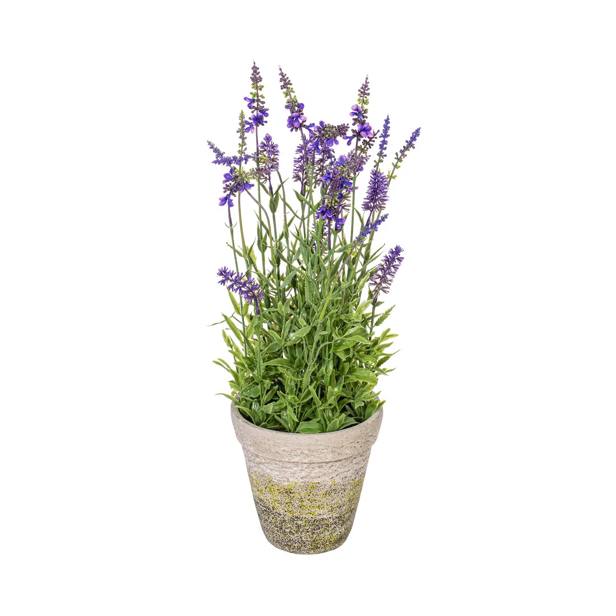 Lavender Arrangement in Pot | Wayfair North America