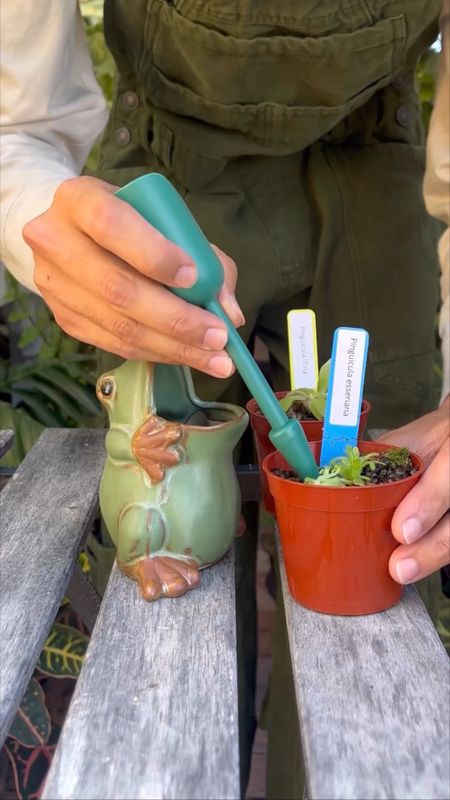 These living gnat traps and this cute frog pot make the perfect pairing! 🪴🐸🦟

#LTKhome #LTKVideo