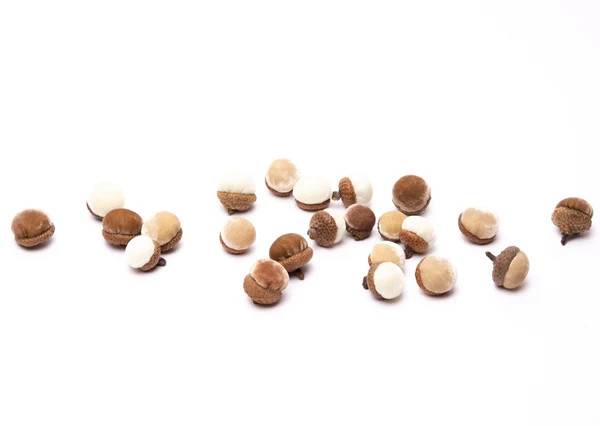 Neutral Acorns - 24 | Hot Skwash