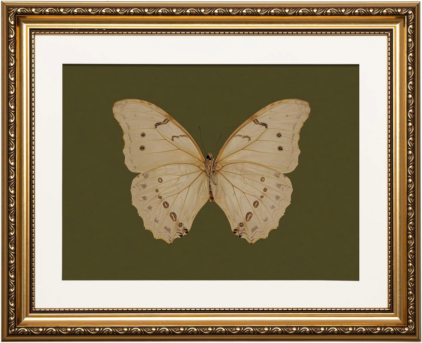 Vintage Gold Framed White Butterfly Wall Art, 13x16 | Wayfair North America
