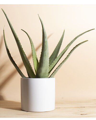 Home Botanicals Aloe Vera in 6in Modern Ceramic White Planter Pot | Gilt