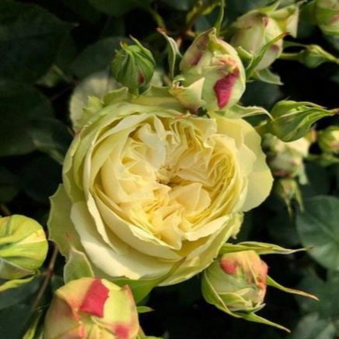 Victoria Wedding 维多利亚婚礼 (netherlands), 1 Gallon - Etsy | Etsy (US)