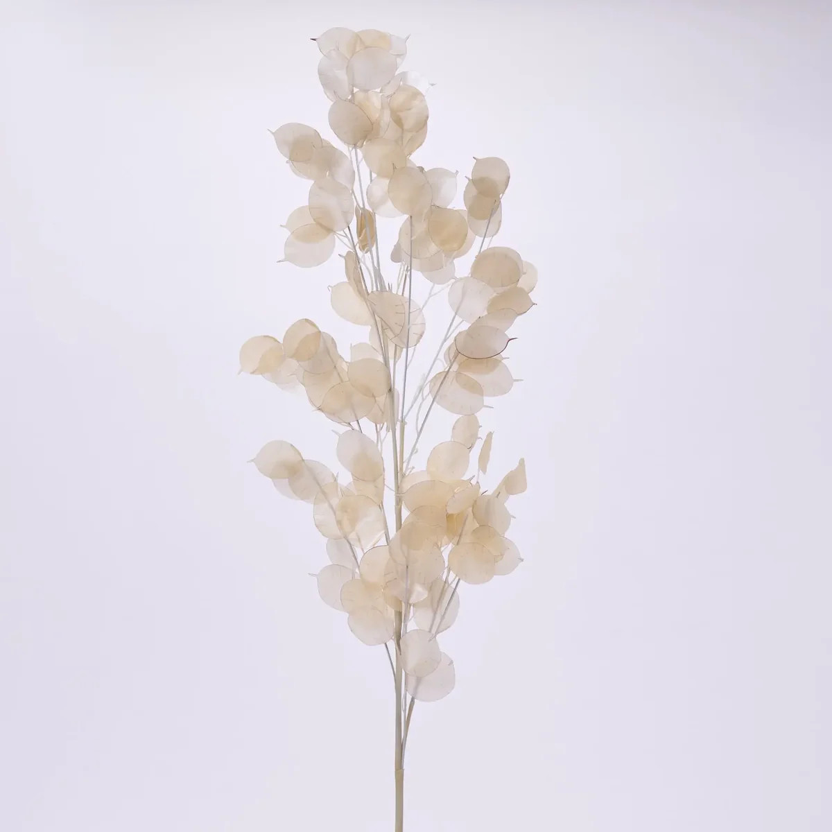 Dried Look Translucent Bleached Lunaria Branch Spray - 41" | Darby Creek Trading