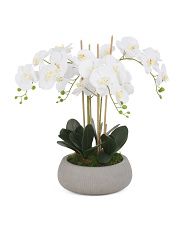 Orchid In A Round Planter | Marshalls