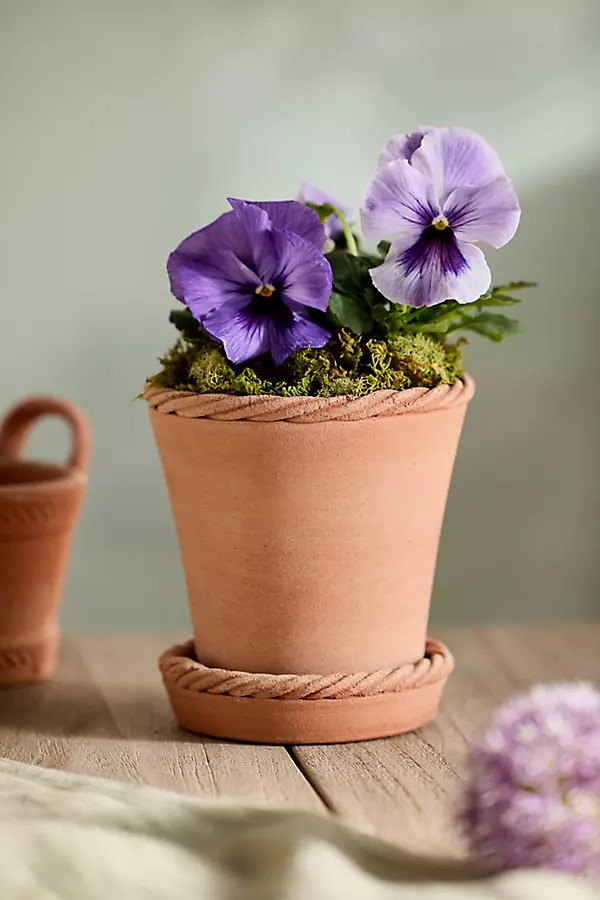 Rope Rim Galestro Pot + Saucer Set in Brown, Size: 5" at Terrain | Terrain