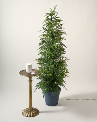 Real Touch Norfolk Pine Pre-Lit Potted Tree | Magnolia
