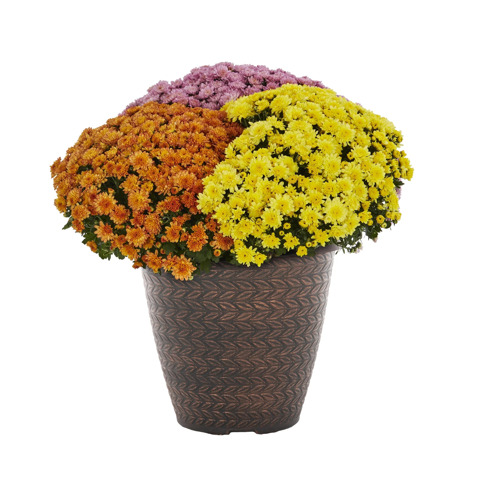 Better Homes & Gardens 1.5G Orange Purple Yellow Garden Mum Live Plants with Decorative Pot | Walmart (US)