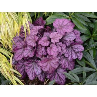 4.5 in. Qt. Primo Wild Rose Coral Bells (Heuchera) Deep Purple Foliage Live Plant | The Home Depot