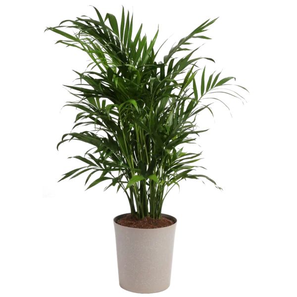 Costa Farms 25'' Cat Palm Tree Floor Plant in a Resin Planter with Air Purifying Qualities | Wayfair North America