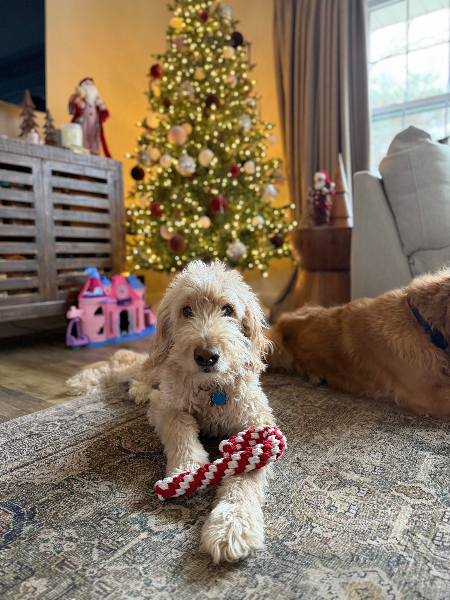 The cutest candy cane toys for our boys! ❤️🤍🐶🐶 Grabbed them while at @Petco grabbing our online order! Same day delivery / pickup 🙌🏼🙌🏼 love that PetCo carries our favorite brands for our fur babies. They have the cutest holiday gifts for them right now, most under $10!! #petcopartner #ad 



#LTKGiftGuide #LTKHoliday