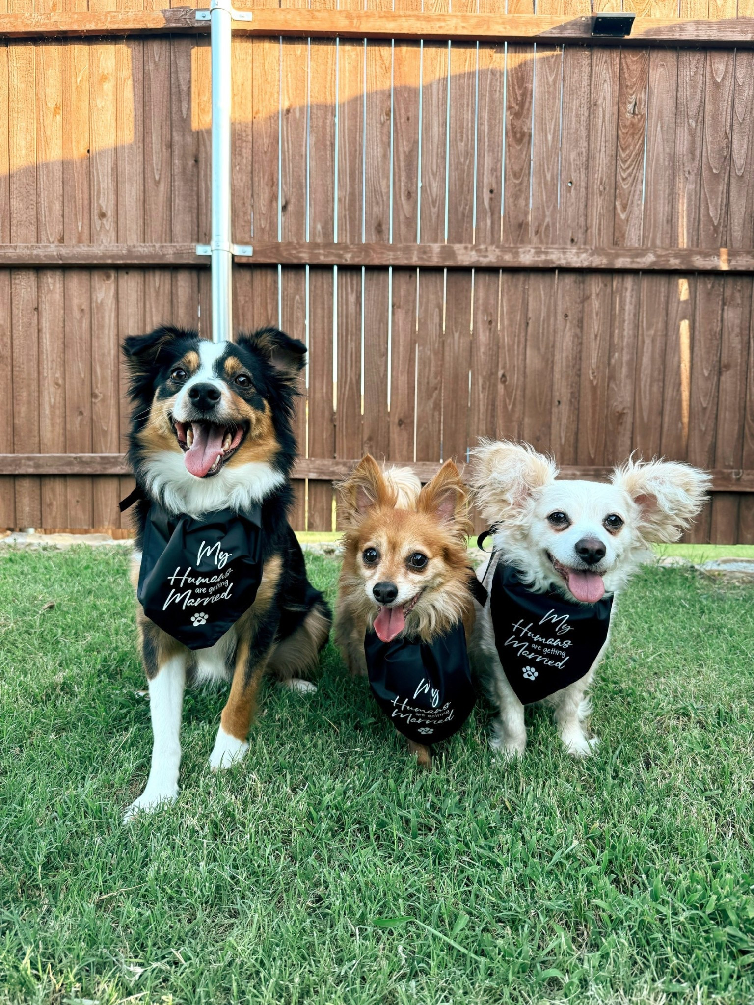These dog bandanas make for the CUTEST engagement photo! 

#LTKSaleAlert #LTKWedding #LTKFindsUnder50