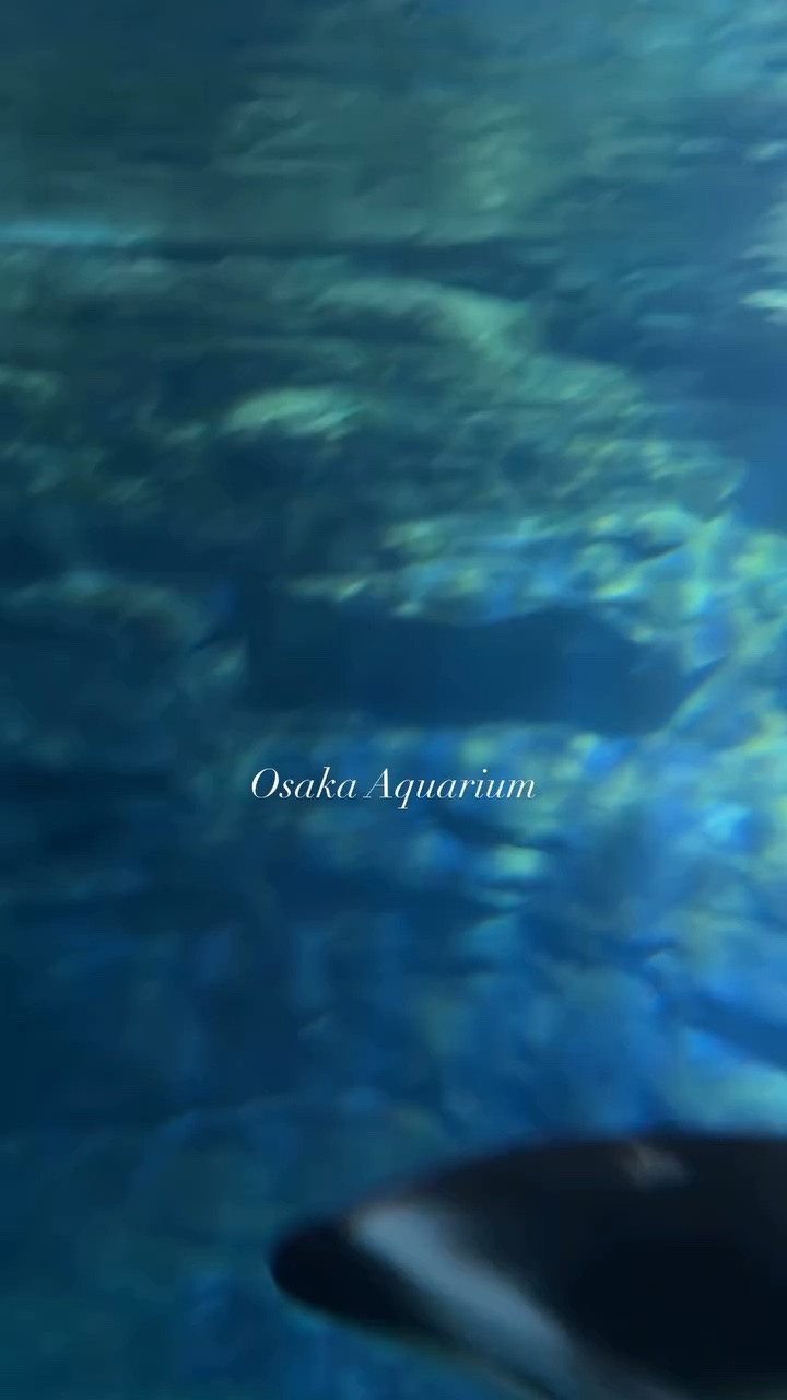 Linked what I’m wore on this amazing aquarium day with my family. 

#familytravel
#familyvacation
#classicstyle
#OOTD
#vacationoutfit

#LTKootd #LTKKids #LTKTravel