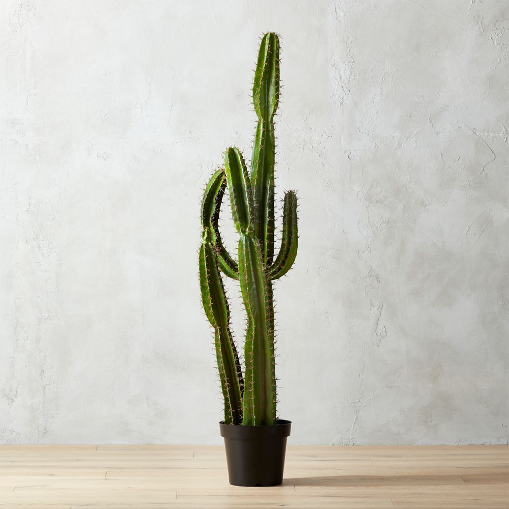 potted 60" cardón cactus | CB2