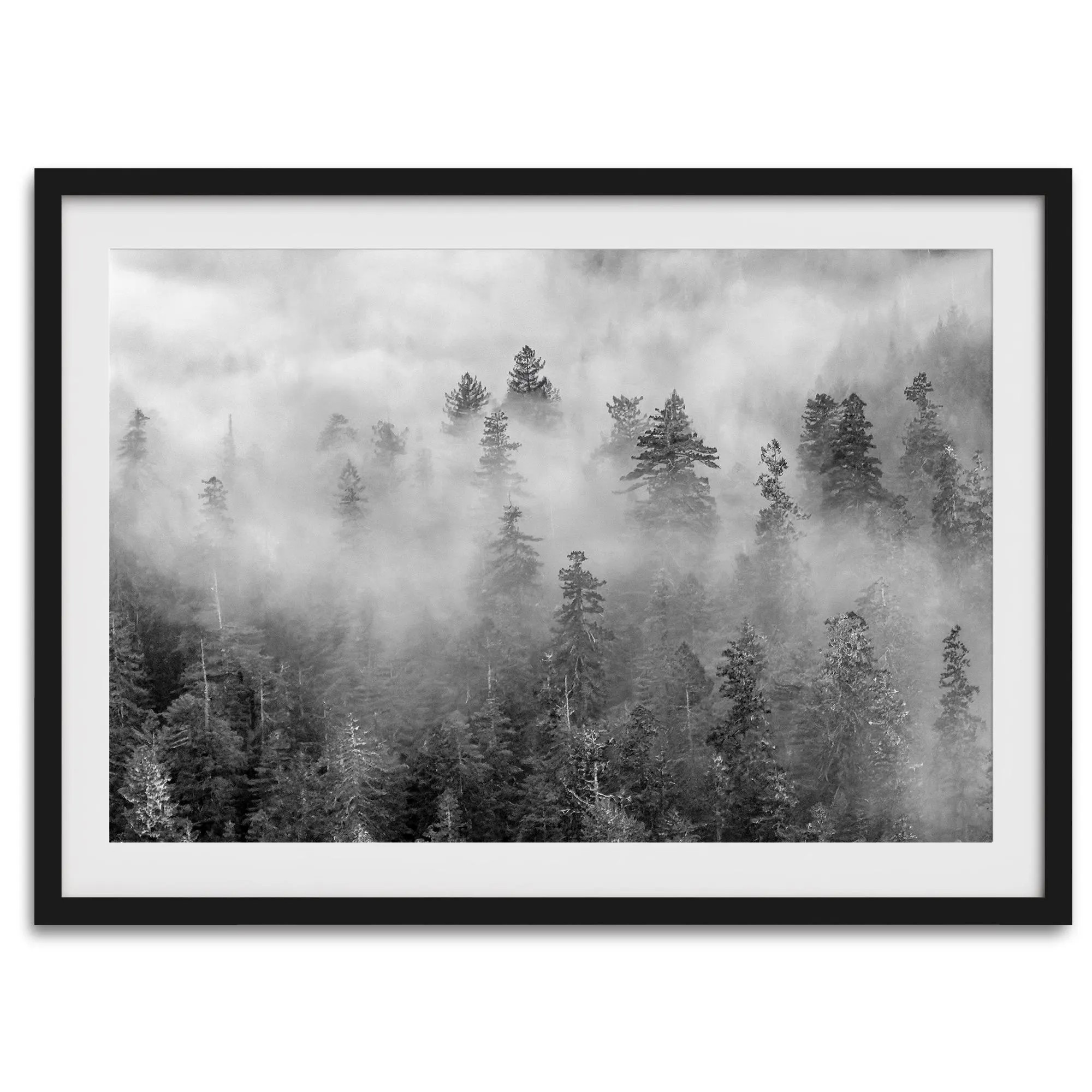 Misty Forest Fine Art Photography Print  - Black and White Pine Tree Wall Art, Framed Moody Nature Artwork for Home Decor | Etsy (Global)